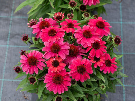 Trvalky Echinacea purpurová SunMagic Vintage Red(6)