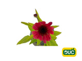 Trvalky Echinacea purpurová SunMagic Vintage Red