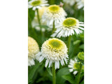 Trvalky Echinacea purpurová Delicious Nougat(2)