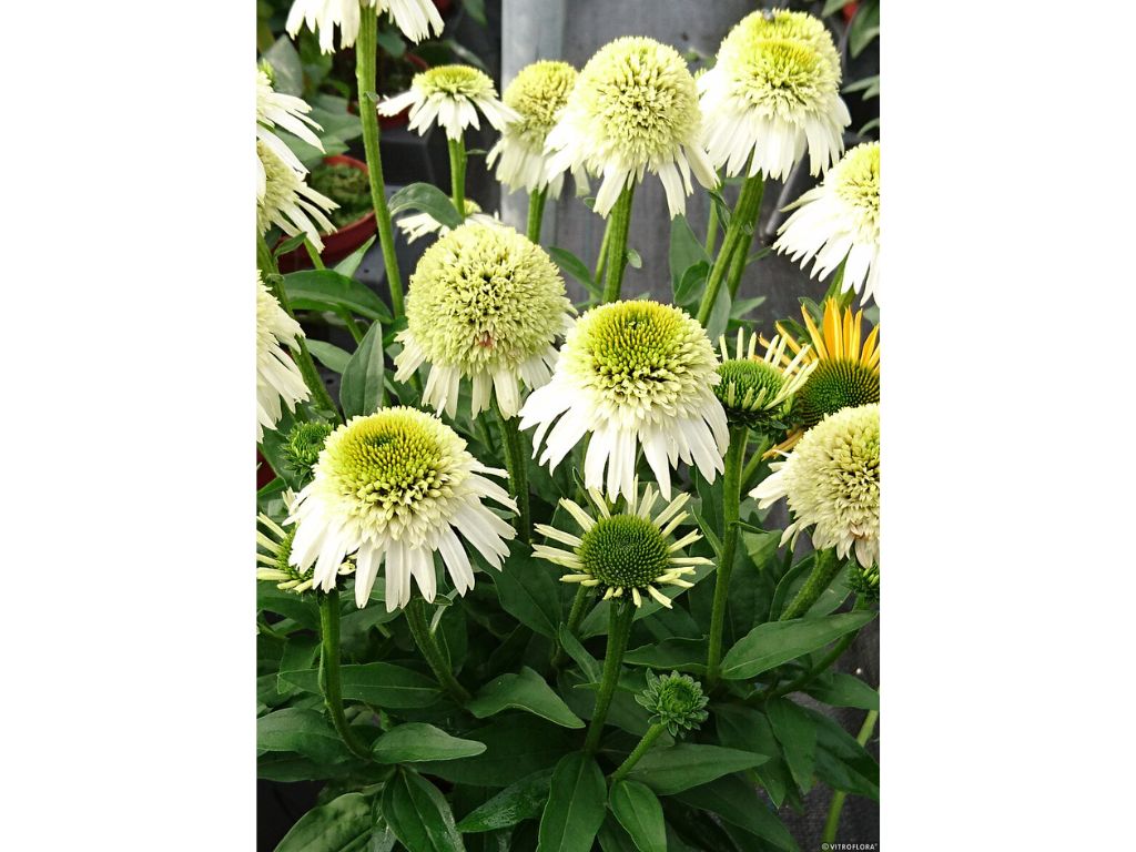 Trvalky Echinacea purpurová Delicious Nougat(1)