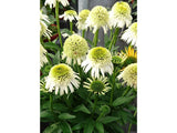 Trvalky Echinacea purpurová Delicious Nougat(1)