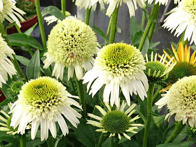 Trvalky Echinacea purpurová Delicious Nougat