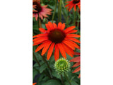 Trvalky Echinacea purpurová Hot Lava(3)