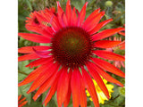 Trvalky Echinacea purpurová Hot Lava(2)
