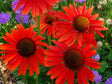 Trvalky Echinacea purpurová Hot Lava