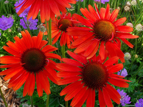 Trvalky Echinacea purpurová Hot Lava