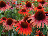 Trvalky Echinacea purpurová Hot Lava(4)