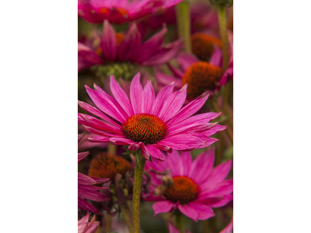 Trvalky Echinacea purpurová JS Roho(2)
