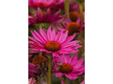 Trvalky Echinacea purpurová JS Roho(2)