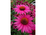 Trvalky Echinacea purpurová JS Roho(1)