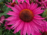 Trvalky Echinacea purpurová JS Roho