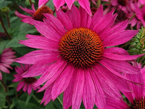 Trvalky Echinacea purpurová JS Roho
