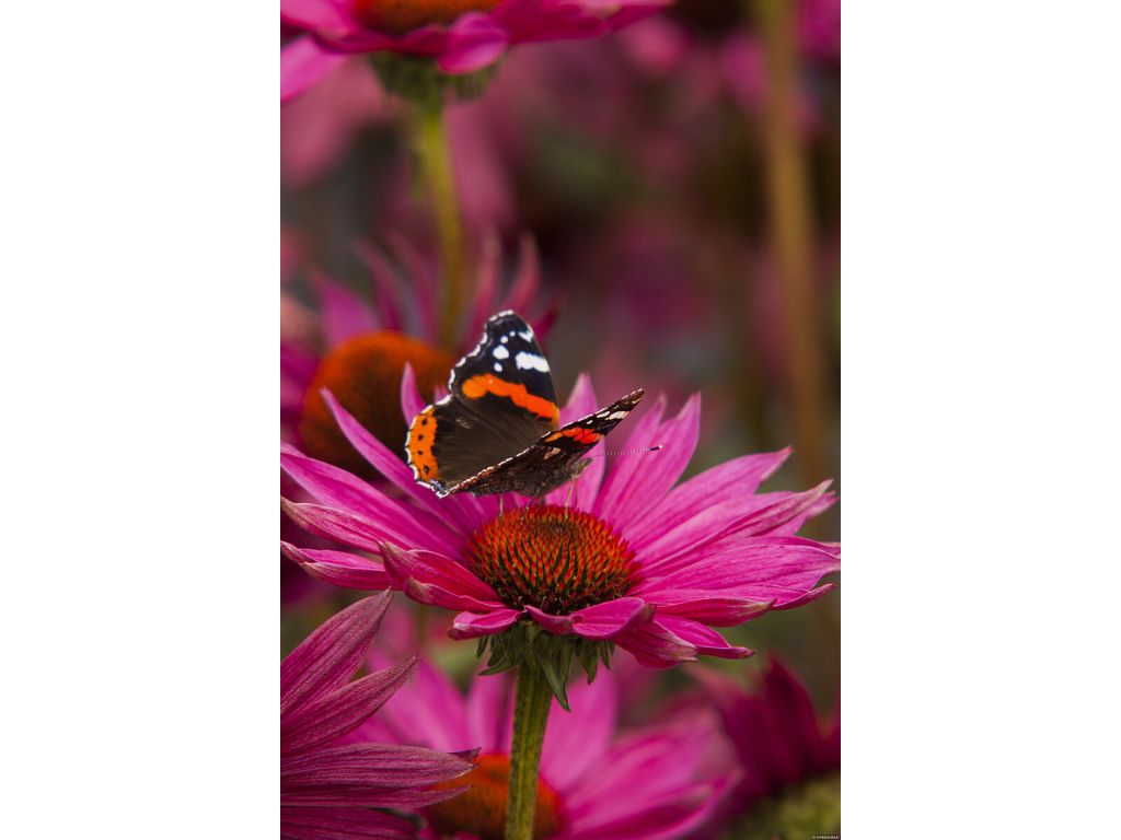 Trvalky Echinacea purpurová JS Roho(3)