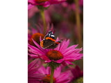 Trvalky Echinacea purpurová JS Roho(3)
