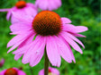 Trvalky Echinacea purpurea