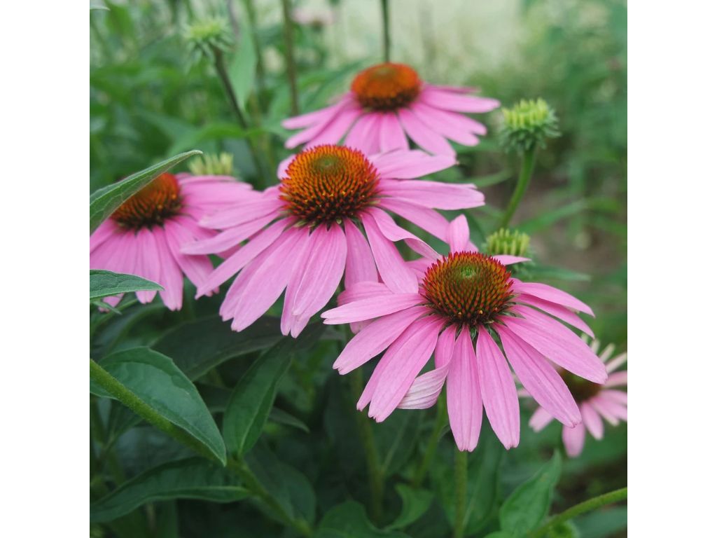 Trvalky Echinacea purpurea(1)