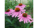 Trvalky Echinacea purpurea(1)