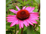 Echinacea purpurea Magnus(1)