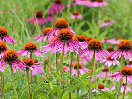 Echinacea purpurea Magnus