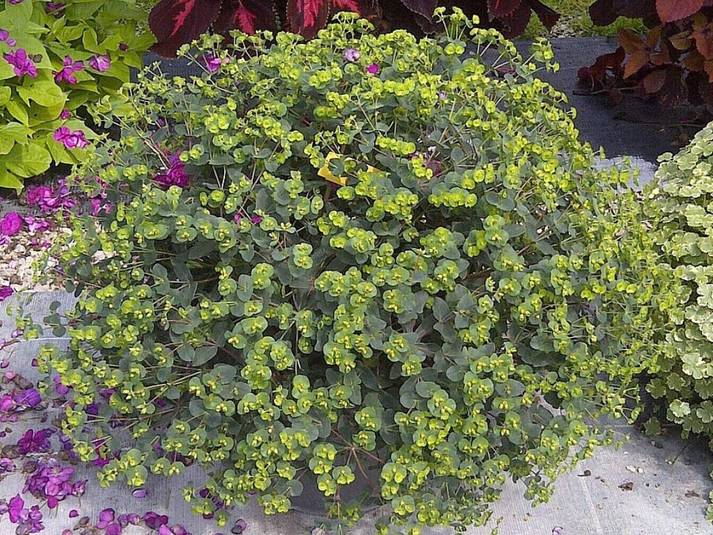Trvalky Mliečnik mandľovitý Purpurea(4)