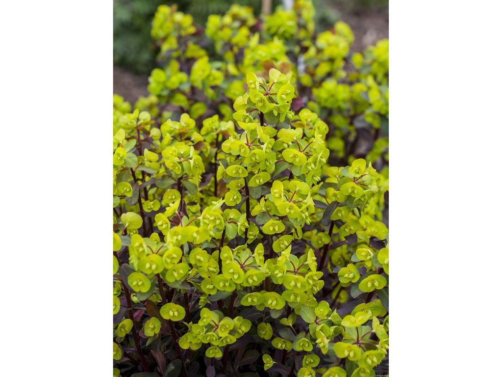 Trvalky Mliečnik mandľovitý Purpurea(3)