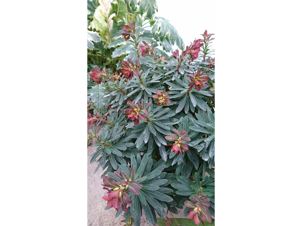 Trvalky Mliečnik mandľovitý Purpurea(5)