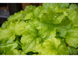 Trvalky Heuchera World Caffe Lime Americano(5)