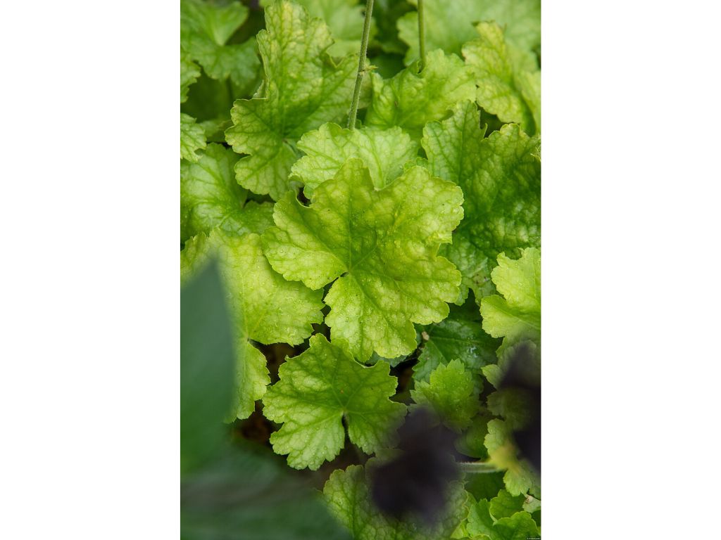 Trvalky Heuchera World Caffe Lime Americano(6)
