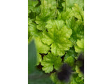 Trvalky Heuchera World Caffe Lime Americano(6)