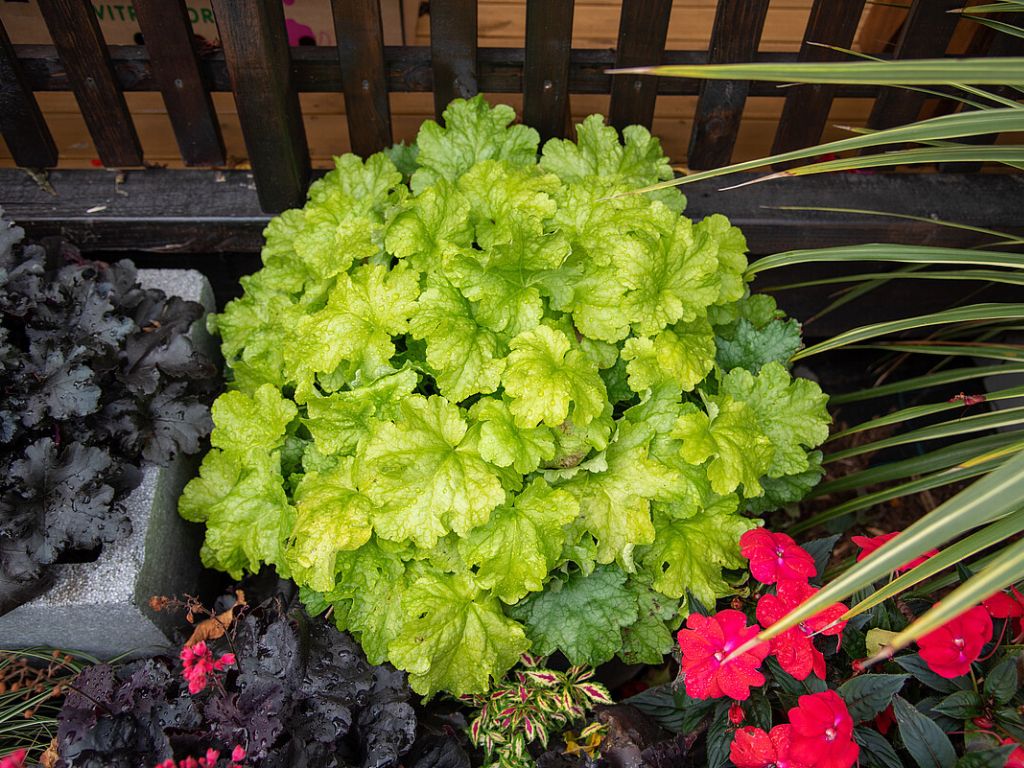 Trvalky Heuchera World Caffe Lime Americano(4)