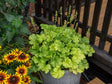 Trvalky Heuchera World Caffe Lime Americano(1)