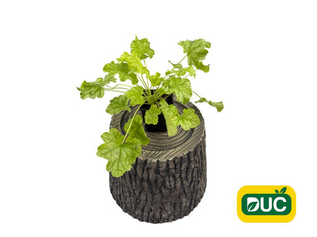 Trvalky Heuchera World Caffe Lime Americano(2)