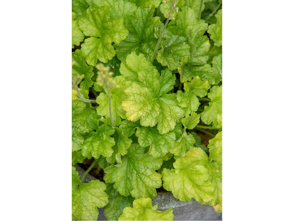 Trvalky Heuchera World Caffe Lime Americano(3)