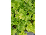 Trvalky Heuchera World Caffe Lime Americano(3)