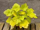 Trvalky Heuchera World Caffe Romano(1)
