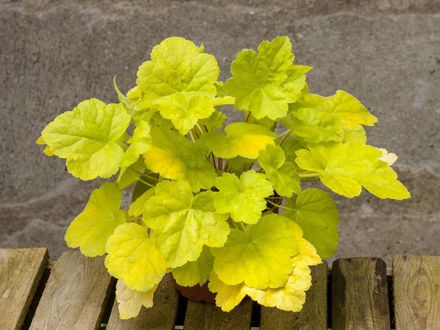 Trvalky Heuchera World Caffe Romano(1)