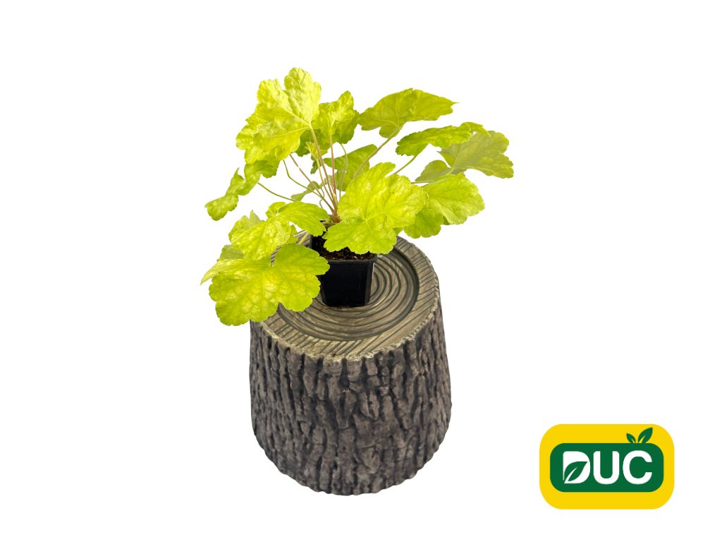 Trvalky Heuchera World Caffe Romano(2)