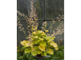 Trvalky Heuchera World Caffe Romano(4)