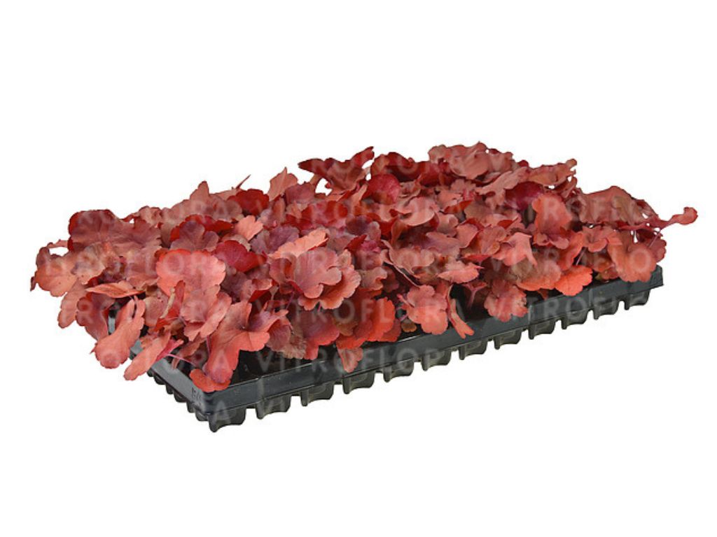 Heuchera Forever Red(7)