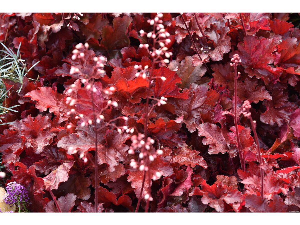 Heuchera Forever Red(5)