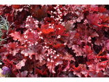 Heuchera Forever Red(5)