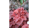 Heuchera Forever Red(4)