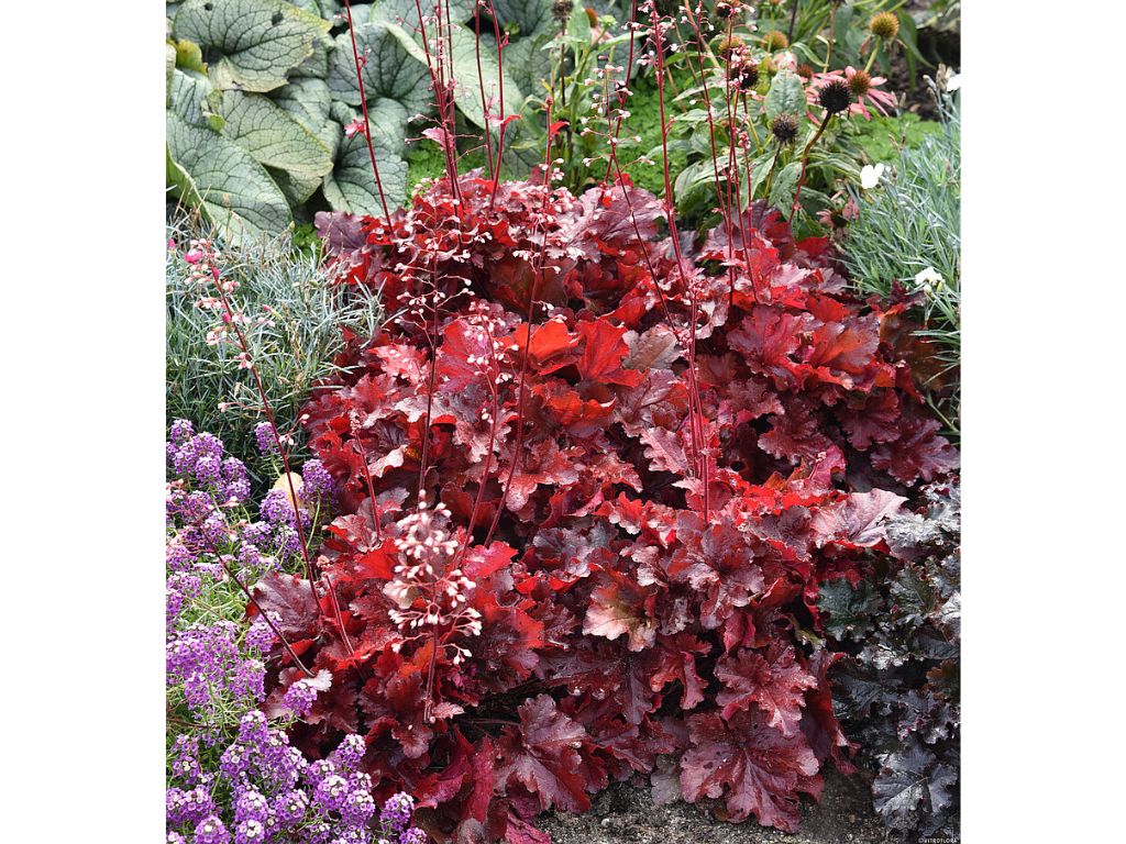 Heuchera Forever Red(2)
