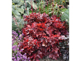 Heuchera Forever Red(2)