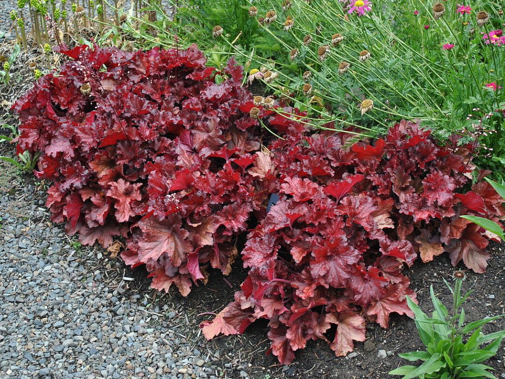 Heuchera Forever Red(1)