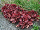 Heuchera Forever Red(1)