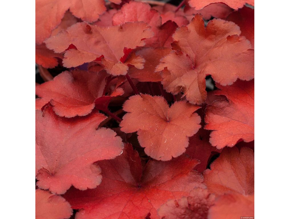 Heuchera Forever Red
