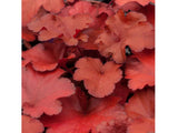 Heuchera Forever Red