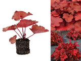 Heuchera Forever Red(9)