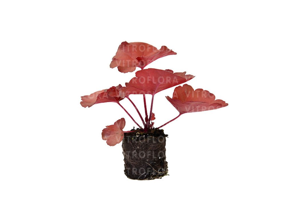 Heuchera Forever Red(8)